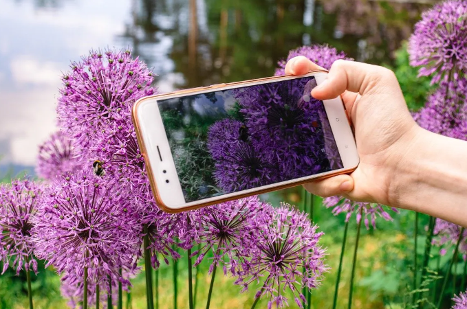 Best Apps to Identify Plants