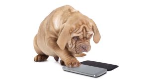 Nejlepší aplikace pro vážení zvířat pomocí mobilního telefonu